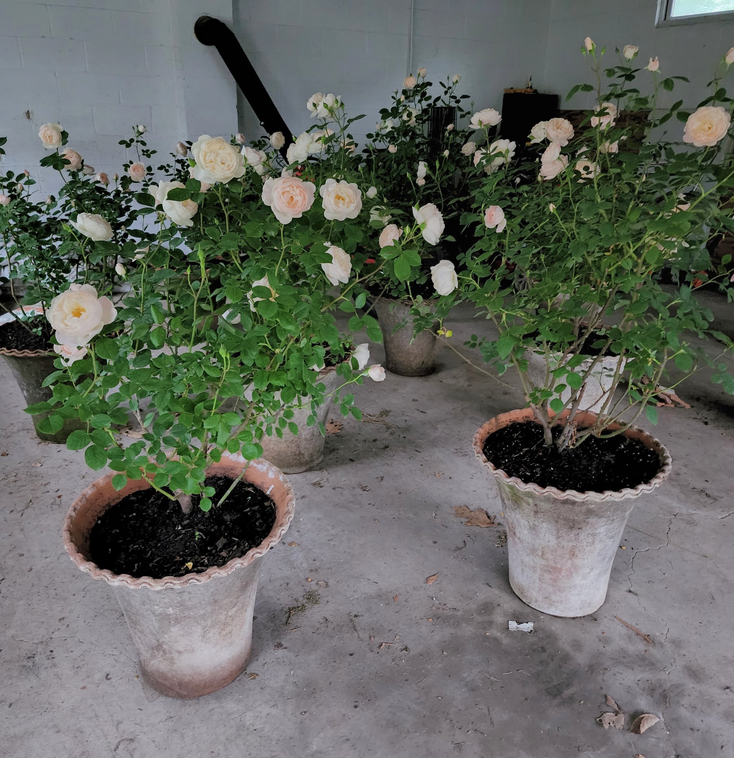 20220524_061308 (1).jpg