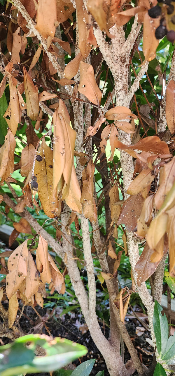 White Prunicola Scale on Schip Laurels. 