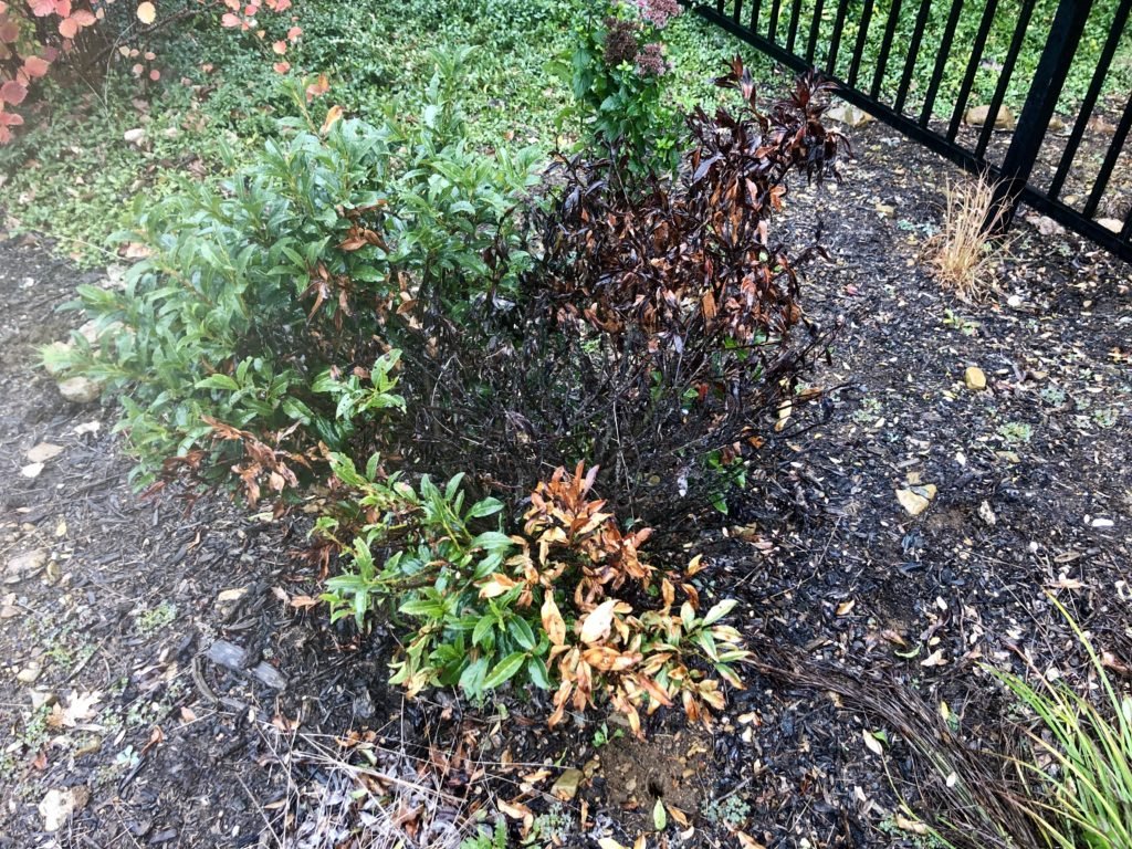 Schip Laurel - Fall - photo by Windridge Landscaping