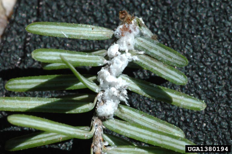 Image courtesy of Maine Forest Service