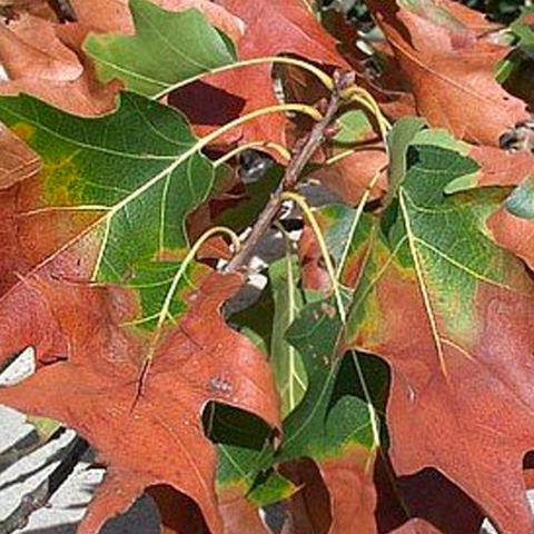 Image depicting the Service Bacterial Leaf Scorch Injection