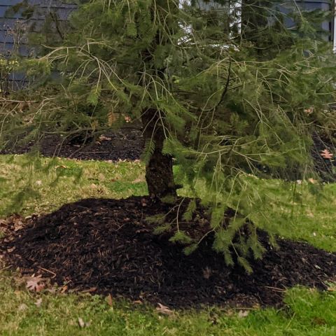 Image depicting the Service Root Collar Excavation & Soil Aeration