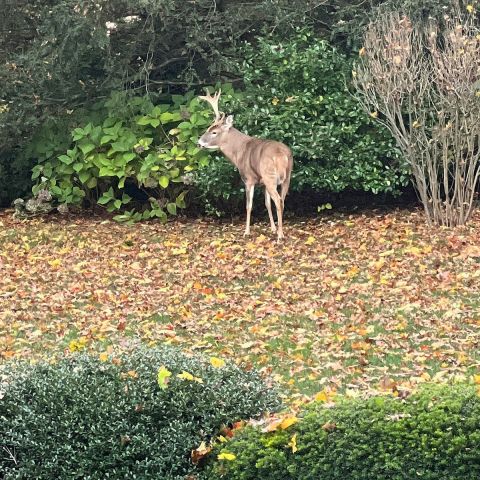 Image depicting the Service Deer Control 