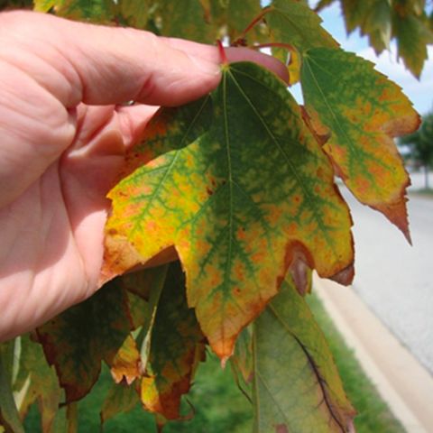 Image depicting the Service Water Management